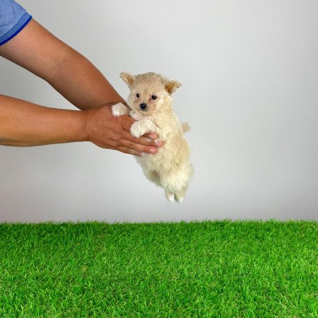 Pomapoo kiskutya