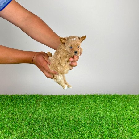 Pomapoo kiskutya