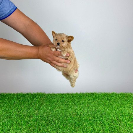 Pomapoo kiskutya