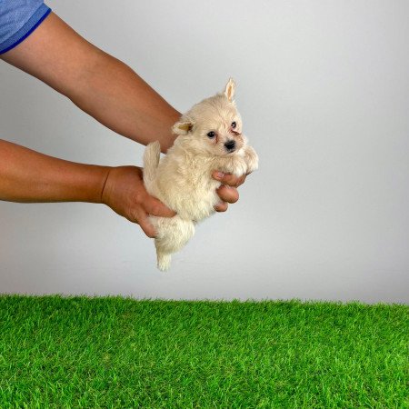 Pomapoo kiskutya