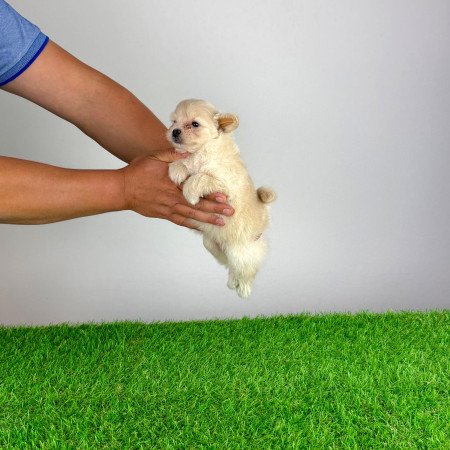 Pomapoo kiskutya
