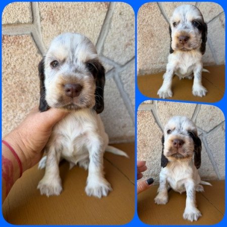 Angol cocker spániel