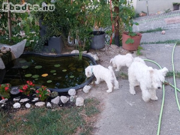 Fehér törpe schnauzer gyöngyszemek