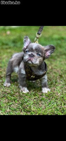 French bull dog for sale or adoption