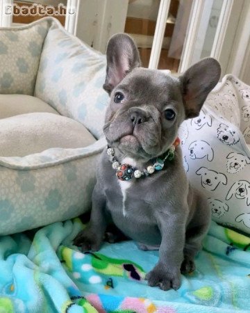 French bull dog for sale or adoption