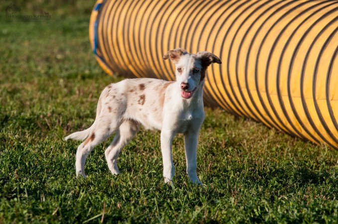 Törzskönyves border collie kölykök