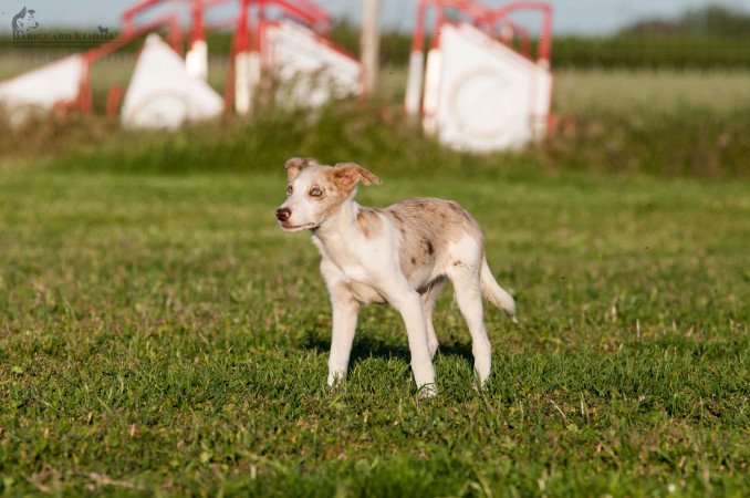Törzskönyves border collie kölykök