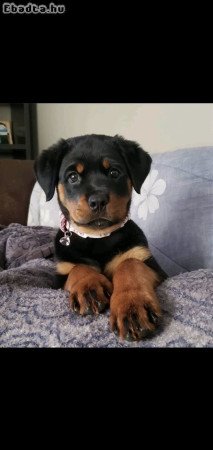 Rottweiler puppies for adoption