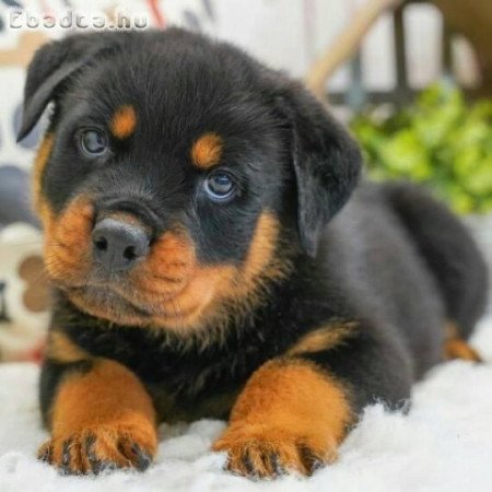 Rottweiler puppies for adoption