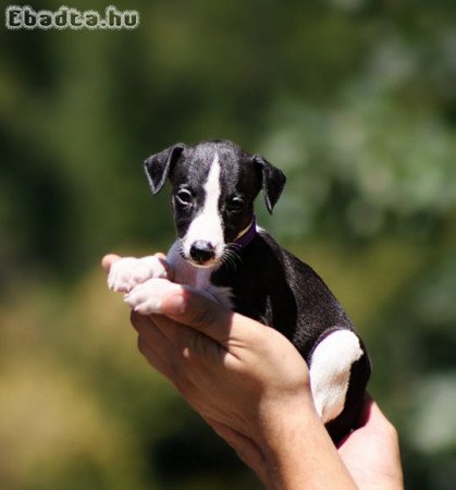 whippet puppies