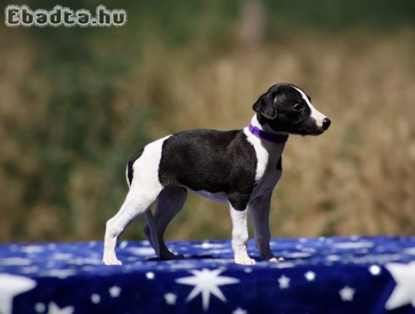 whippet puppies