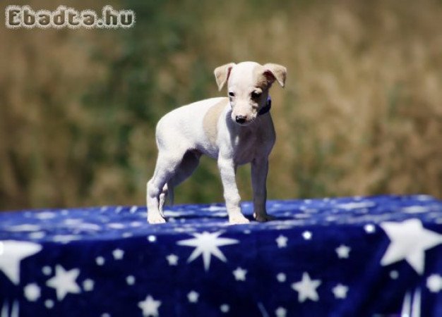 whippet puppies