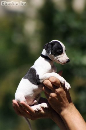 whippet puppies