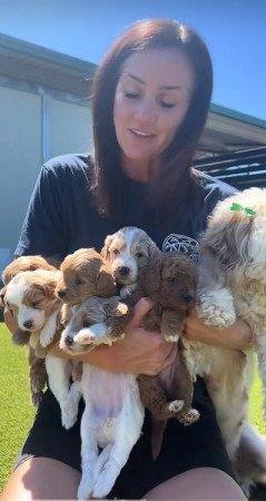 Petitie Goldendoodles