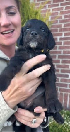 Kisállat örökbefogadásra Petitie Goldendoodles