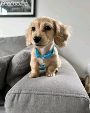 Dachshund puppies rehoming and adoption