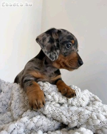 Dachshund puppies rehoming and adoption