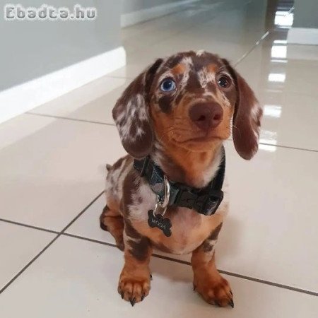 Dachshund puppies rehoming and adoption