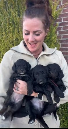 Kisállat örökbefogadásra Petitie Goldendoodles