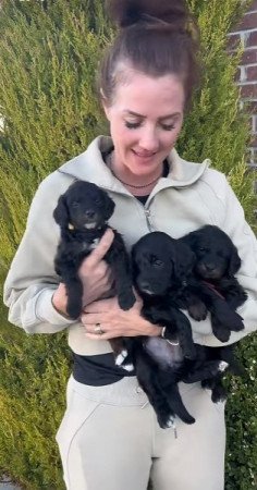 Kisállat örökbefogadásra Petitie Goldendoodles