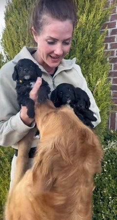 Kisállat örökbefogadásra Petitie Goldendoodles