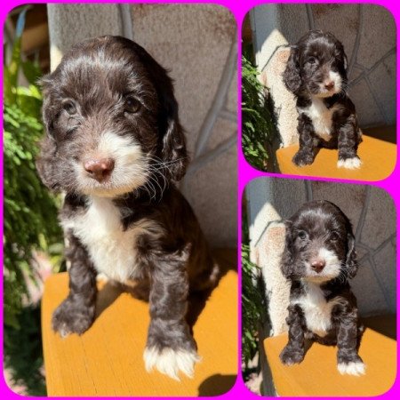 Cockapoo