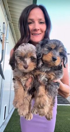 Petitie Goldendoodles