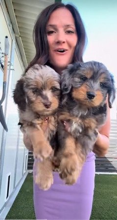 Petitie Goldendoodles