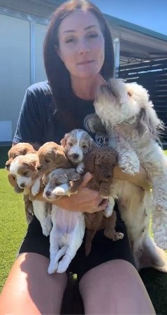 Petitie Goldendoodles