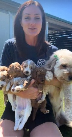 Petitie Goldendoodles