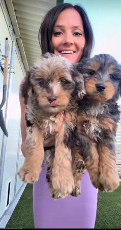 Petitie Goldendoodles