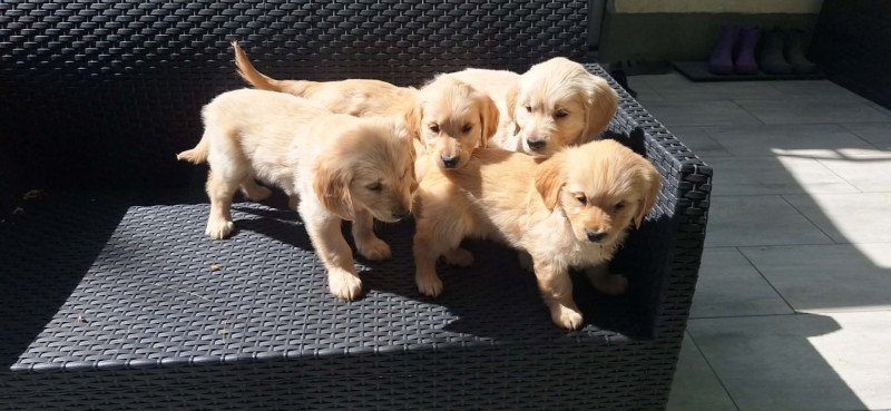 Golden Retriever
