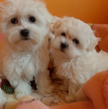 Bichon Havanese