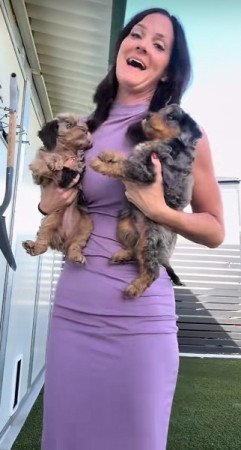 Petitie Goldendoodles