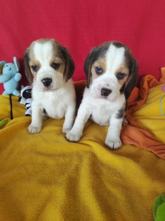 Beagle