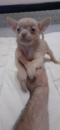 Csivava