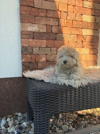 Maltipoo
