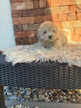 Maltipoo