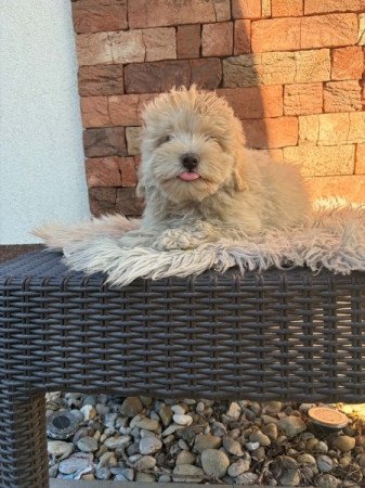 Maltipoo