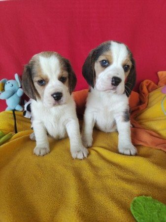 Beagle