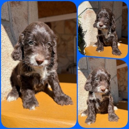 Cockapoo