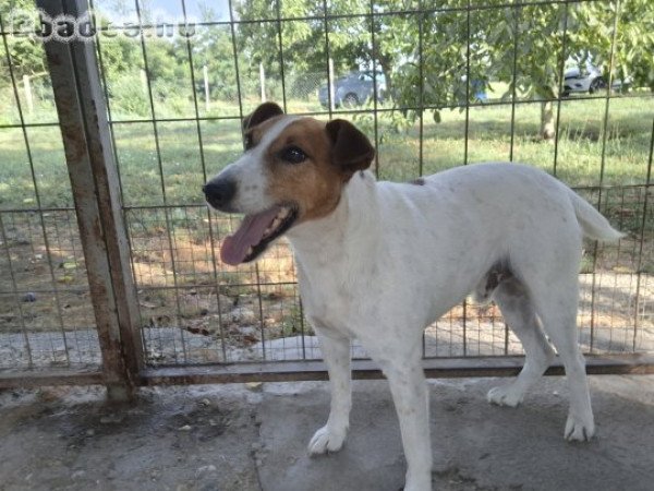 Fajtatiszta Fox terrier