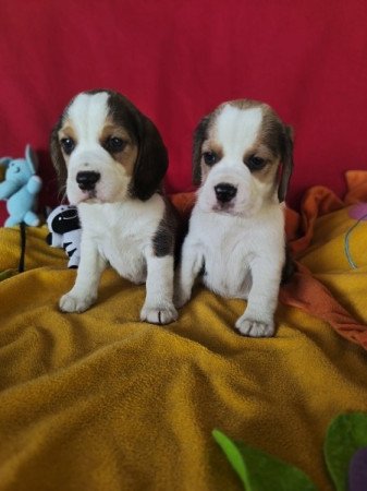 Beagle