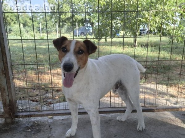 Fajtatiszta Fox terrier