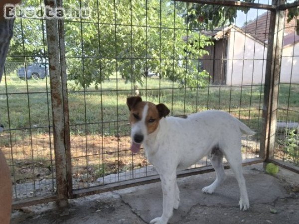 Fajtatiszta Fox terrier