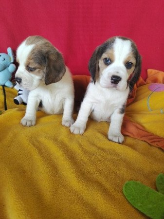 Beagle