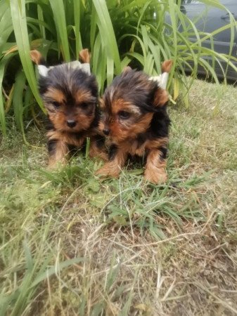 Yorkshire terrier