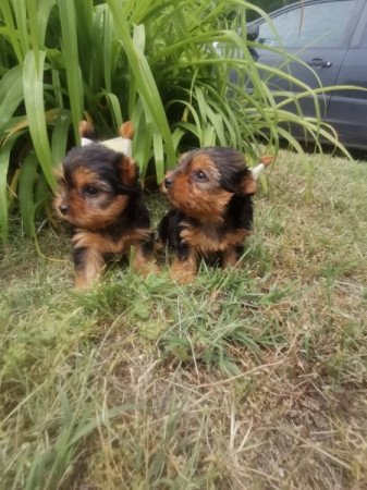 Yorkshire terrier