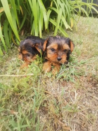 Yorkshire terrier