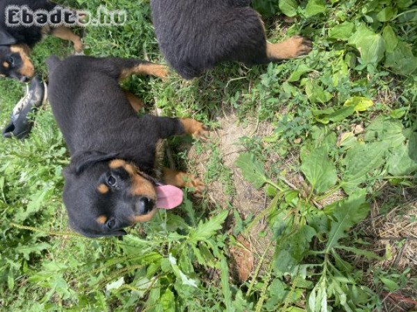 Rottweiler kiskutya